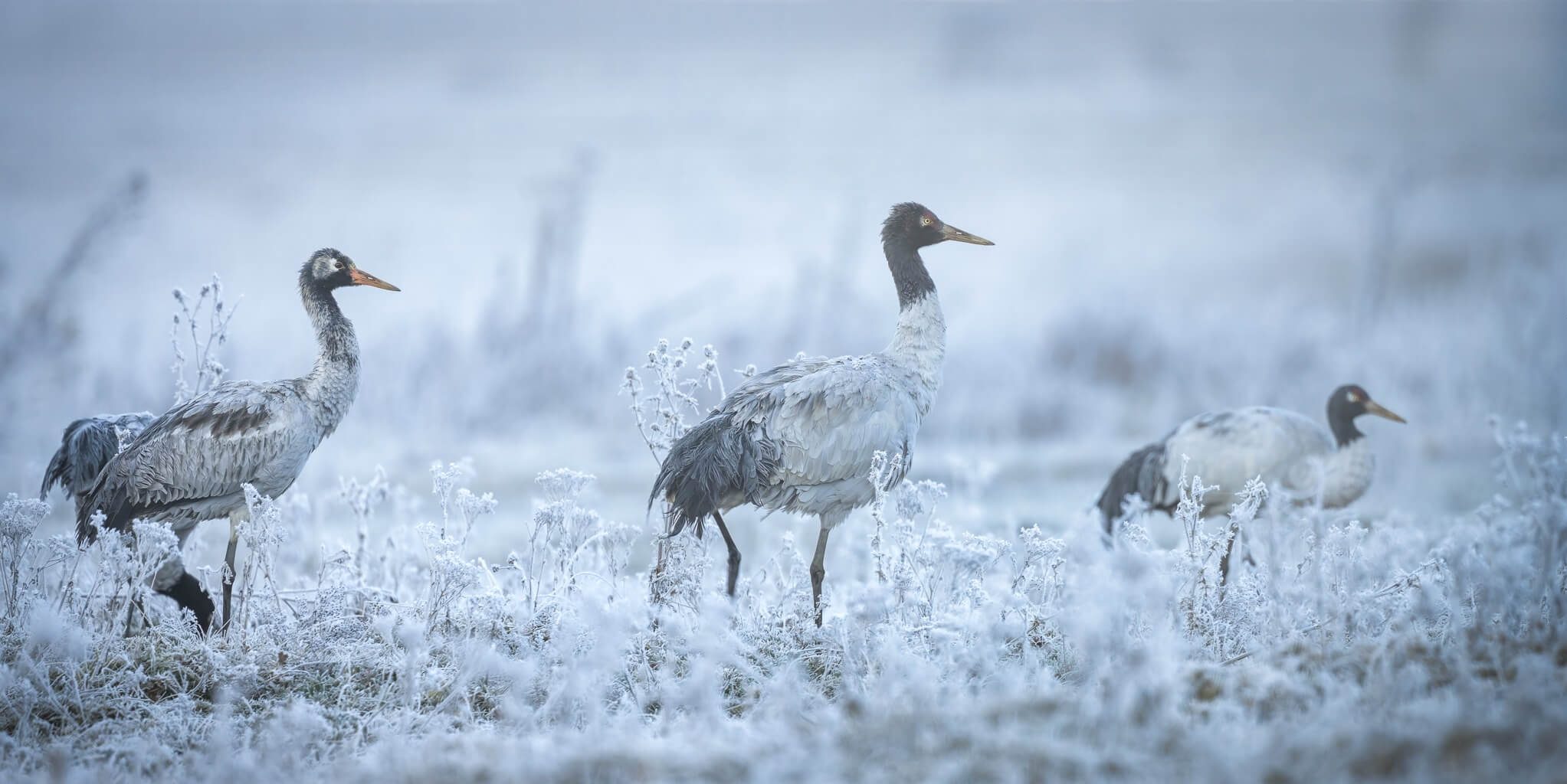 Black Necked Crane