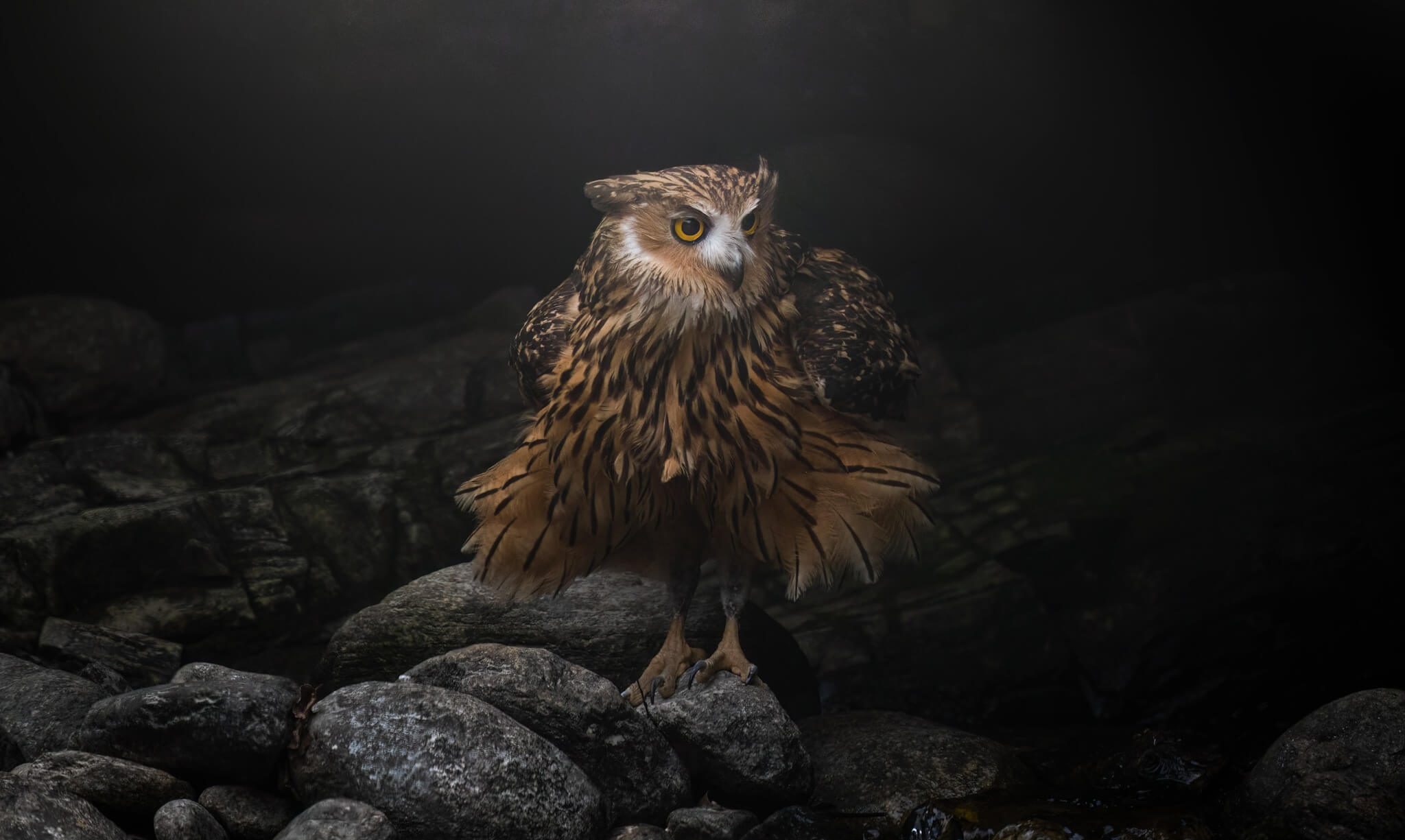 Tawny Fish Owl